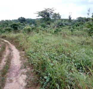 Terre agricole à louer à Toumodi