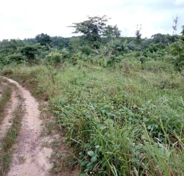 Terre agricole à louer à Toumodi